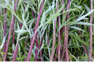 ��ҩ޼��Ĺ�Ч������