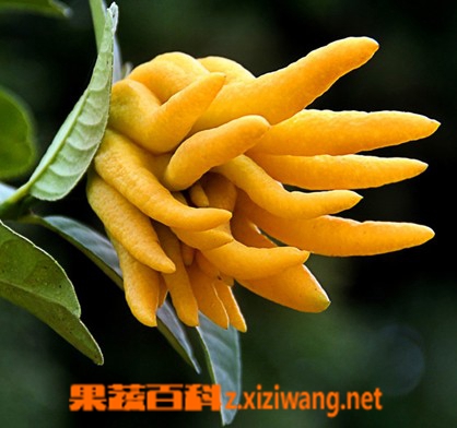 ���߰ٿƷ��ֵĹ�Ч�����ý���