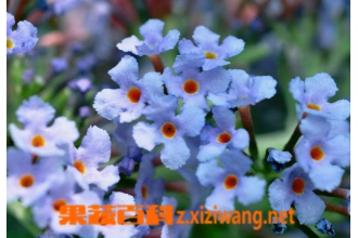���ɻ��Ĺ�Ч������ ���ɻ���ҩ�ü�ֵ