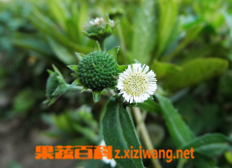 ���߰ٿ�ī������ʲô ī�����Ĺ�Ч������