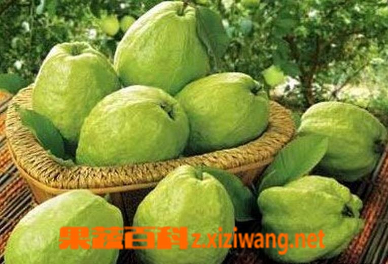 ���߰ٿư��ֵĹ�Ч������