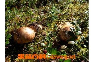 �ɿ�Ģ�Ĺ�Ч������Ӫ����ֵ