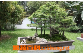 �辰��Ǯ�ɵ��������� ��Ǯ�ɵ���ֳ����