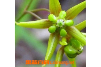 �쳤��ͼƬ �쳤��Ĺ�Ч��ҩ�ü�ֵ