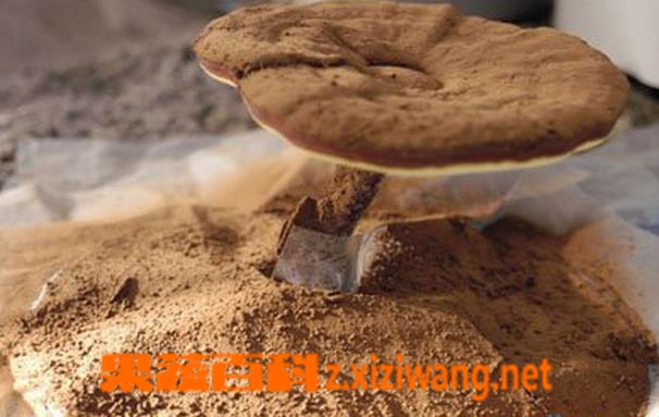 ���߰ٿ���֥���ӷ۵Ĺ�Ч������