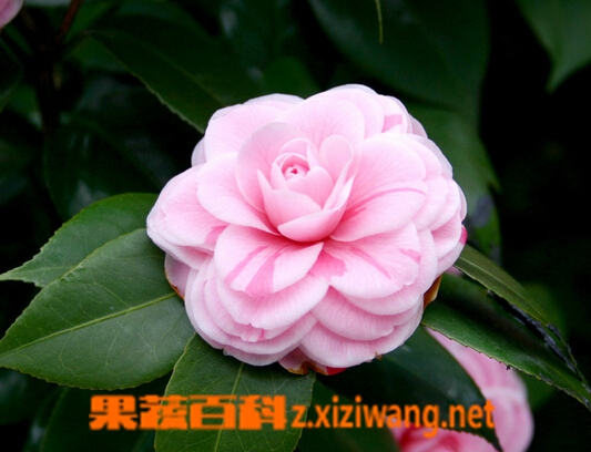 ���߰ٿ�ɽ�軨����ֳ��������