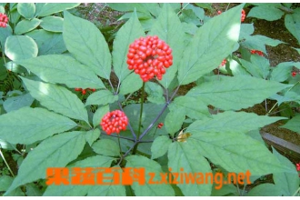�˲λ��������빦Ч �˲λ���ҩ�ü�ֵ