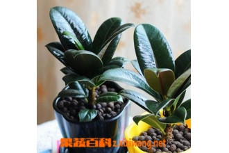 �ڽ�յ������������� �ڽ����ֳ����