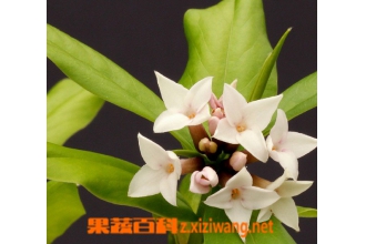���ӵĹ�Ч������ ʳ�����ӵ�ע������