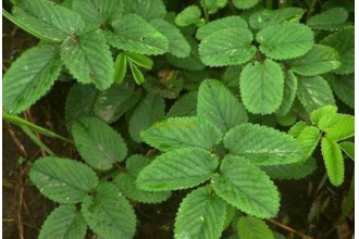 ��ҩ���ܵĹ�Ч������