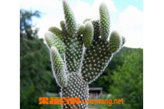 ������Ĺ�Ч������ �������Ӫ����ֵ