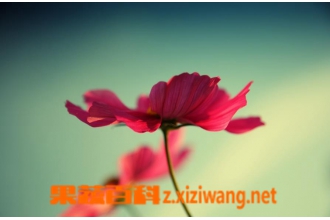 ��˹�������ֳ ��˹�յ���ֲ����