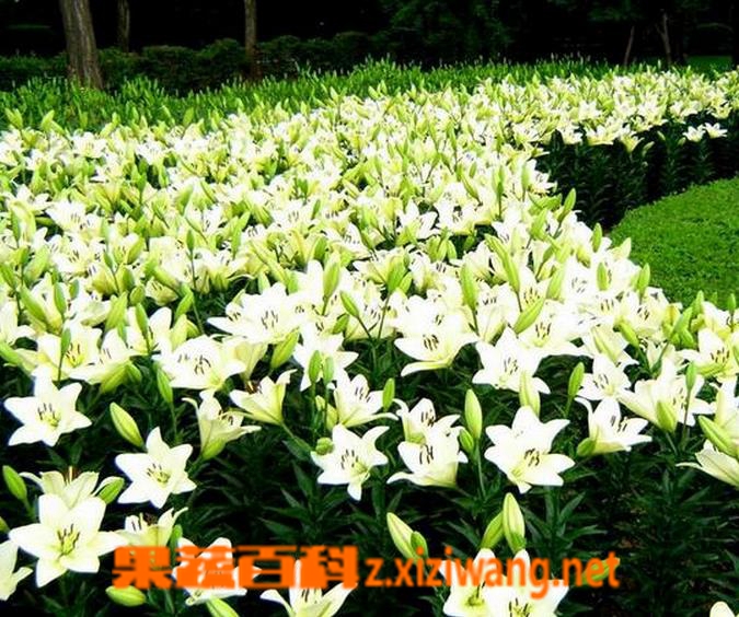 ���߰ٿưٺϻ��Ĺ�Ч������ �ٺϻ���ʳ�÷���