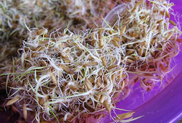 ���߰ٿƹ�ѿ��ҩ�ù�Ч���÷�