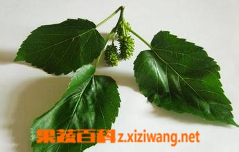 ���߰ٿ�ɣҶ��ʳ�÷����͹�Ч����