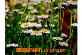 ��յϸ���Ĺ�Ч������ ��յϸ����ҩ�ù�Ч