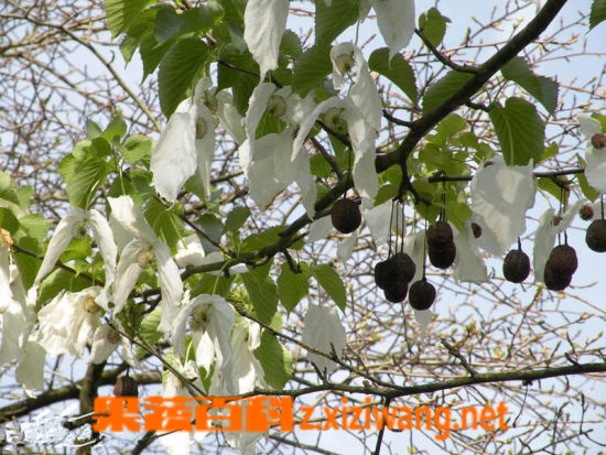 ���߰ٿ���ͩ���Ĺ�Ч������