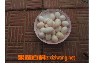 ���ӵ��Ĺ�Ч������ ���ӵ�Ӫ���ɷ�