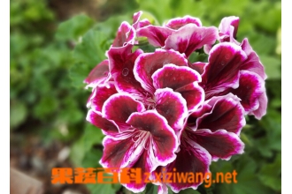 ���ÿ�����ֳ���� ���ÿ��ķ�ֳ����