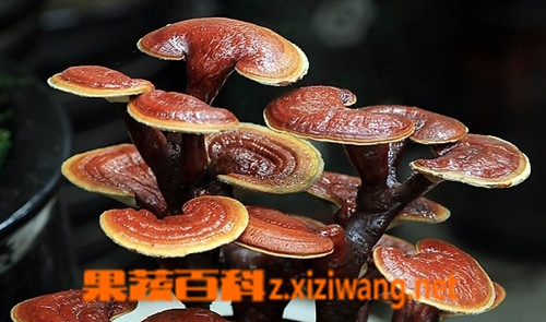 ���߰ٿ���֥���ܺ�ʲôͬ�� ��֥ʳ�ý���