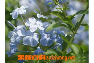 �Ӻ���ͼƬ �Ӻ����Ĺ�Ч������
