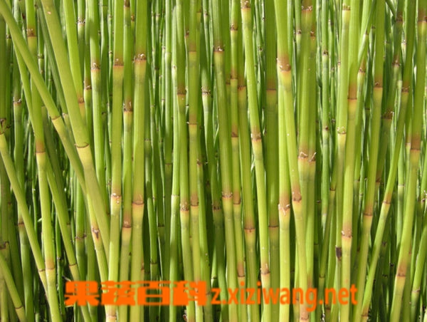 ���߰ٿ�ľ��ͼƬ ľ���Ĺ�Ч������