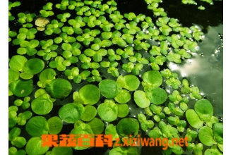 ��ƼͼƬ ��ҩ��Ƽ�Ĺ�Ч������