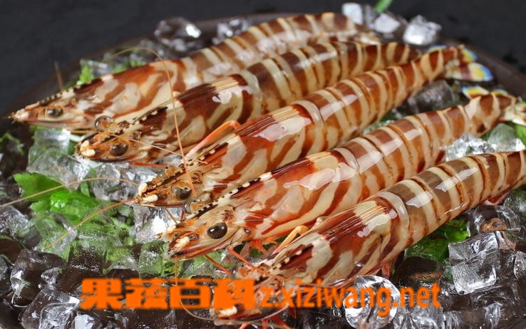 ���߰ٿƾŽ�Ϻ��ô���ó� �Ž�Ϻ������