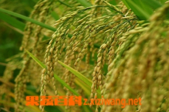 ��ѿͼƬ ��ѿ�Ĺ�Ч������