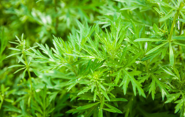 ���߰ٿ�����Ĺ�Ч������