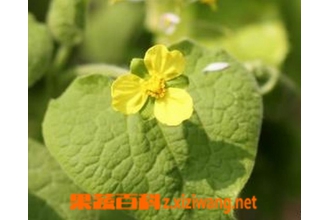 ������ͼƬ ���������ֳ����