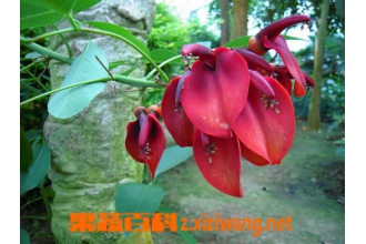 ľ�����Ĺ�Ч������ ľ������ҩ�ü�ֵ