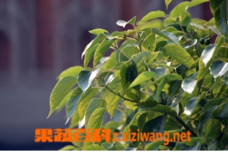 ����Ҷ�Ĺ�Ч������ ����Ҷ�ĸ�����