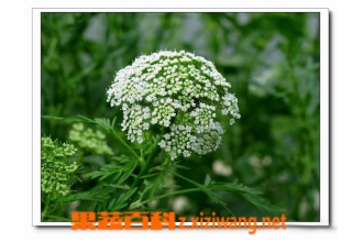�ߴ���ͼƬ �ߴ��ӵĹ�Ч������