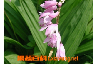 ����ܸ�Ĺ�Ч������ ����ܸ�ĸ�����