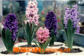 ����������� �����ӵ���ֳ����