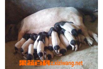 ��ͷ����Ƥ��Ӫ����ֵ