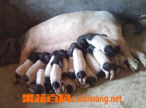 ���߰ٿ���ͷ����ƤӪ����ֵ...</p><a href=