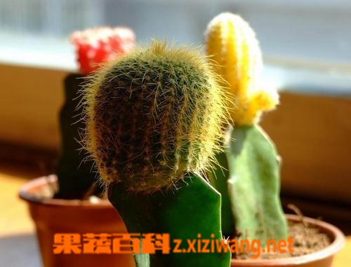 ���߰ٿ������ƽ�ˮ���ڸ�������Ҷ����