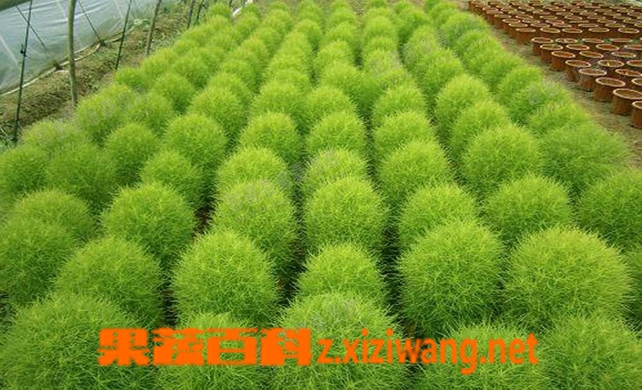 ���߰ٿƵط���ͼƬ �ط��ӵĹ�Ч������