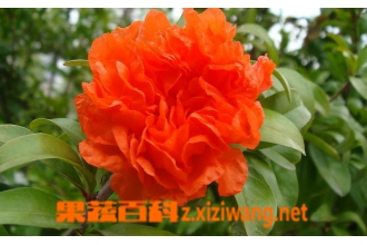 ʯ����ֳ������ע������