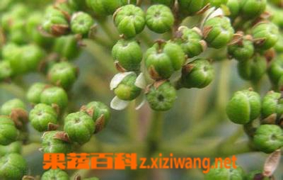 ���߰ٿ�������ͼƬ �����ǵĹ�Ч������