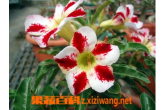 ɳĮõ����ֳ���� ɳĮõ����ֳ��������