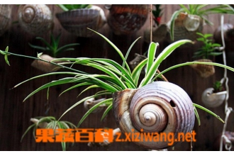 ǧ��ľ�����ֳ ǧ��ľ��ˮ����ֳ����
