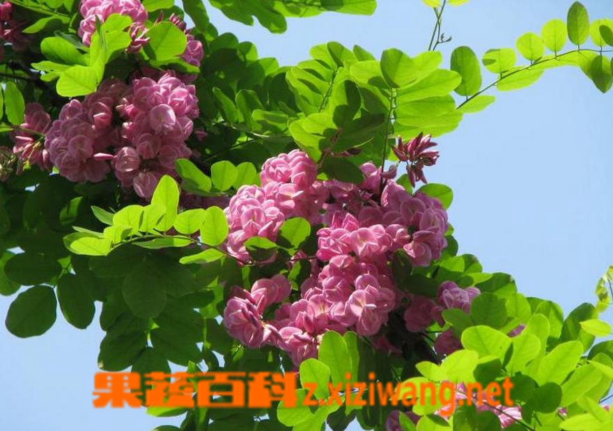 ���߰ٿ��㻨����ô��ֳ �㻨����ֳ����
