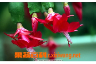 зצ��(зצ��)�ļ޽ӷ���