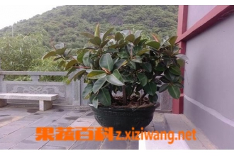 ��Ƥ������ֳ��������ֳ����