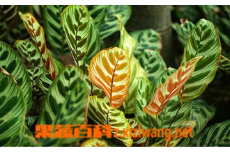 �����Ƶ���ֳ��������ֳ����