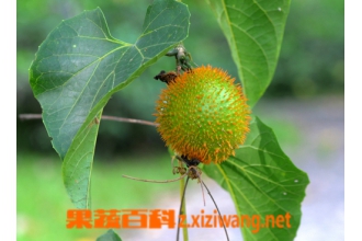 ľ����ͼƬ ľ���ӵĹ�Ч��ҩ�ü�ֵ