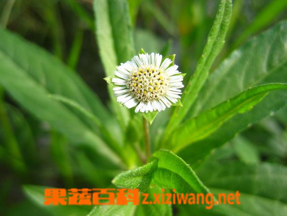 ���߰ٿ�ī����ͼƬ ī�����Ĺ�Ч������